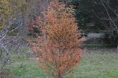 DawnRedwood
