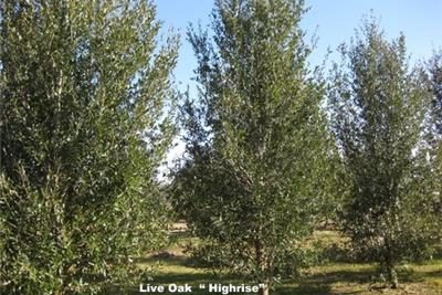 HighRiseLiveOak