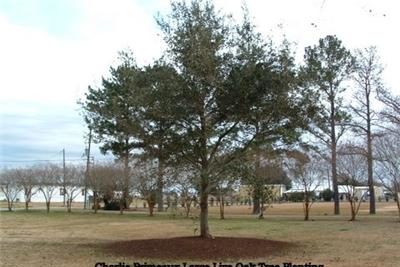 LagreTreePlantingCompletionAfter