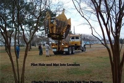 LargeTreePlanting