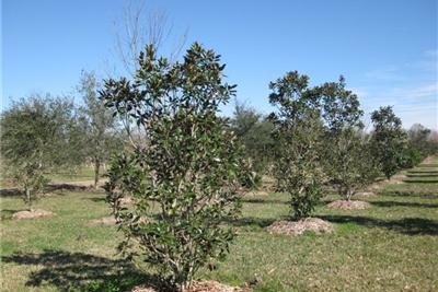 LittleGemMagnolias