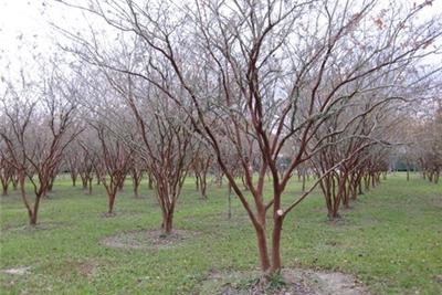NatchezCrapeMyrtle
