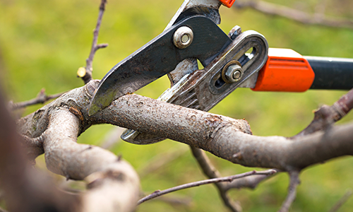 Pruning