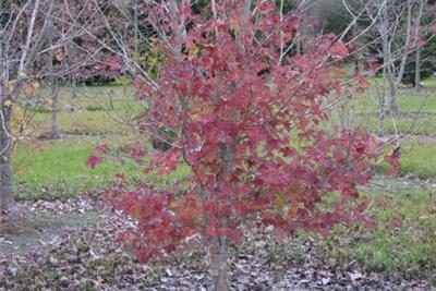 RedMaple