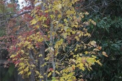 SwampRedMaple