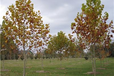 Sycamore