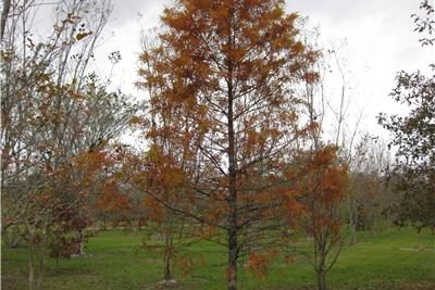 baldcypress