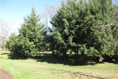 bluecedar