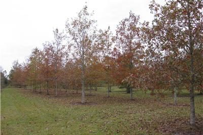 fallcolor2