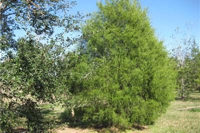 redcedar