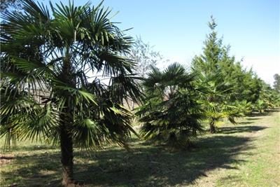 windmillpalm